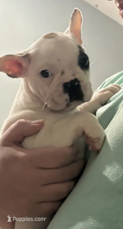 Titan – French Bulldog, Frenchton puppy for sale in Grand Blanc, MI