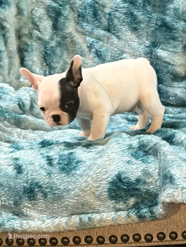 Tarus – French Bulldog, Frenchton puppy for sale in Grand Blanc, MI