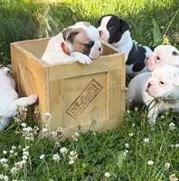 Cosmos , a male French Bulldog and Frenchton for sale in Grand Blanc, MI – 3 of 6
