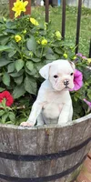 Aurora , a female Boston Terrier and French Bulldog for sale in Grand Blanc, MI – 3 of 10
