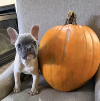 Sassafras , a male French Bulldog for sale in Grand Blanc, MI – 4 of 9