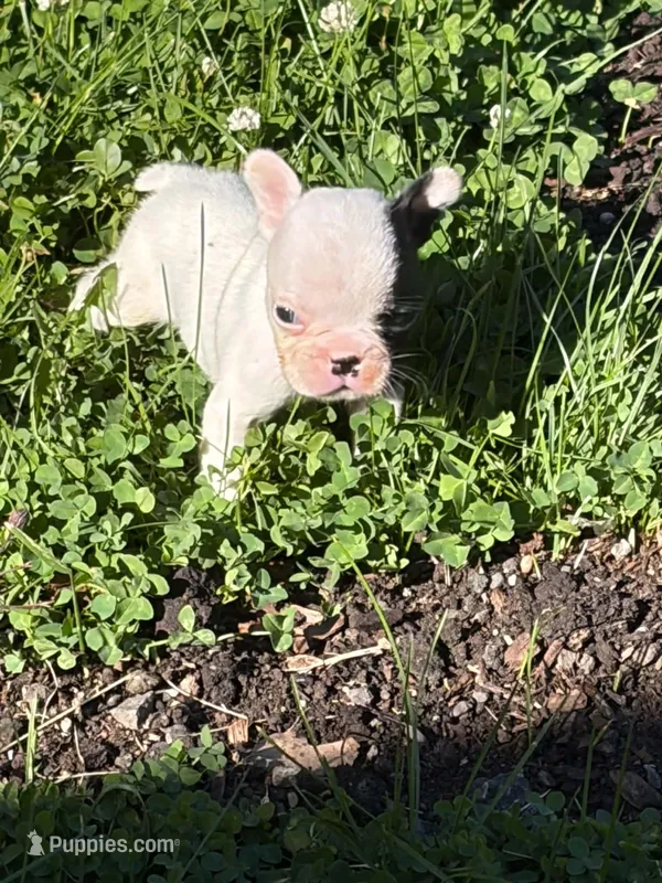 Tarus – French Bulldog, Frenchton puppy for sale in Grand Blanc, MI