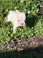 Tarus, a male French Bulldog and Frenchton for sale in Grand Blanc, MI – 4 of 7