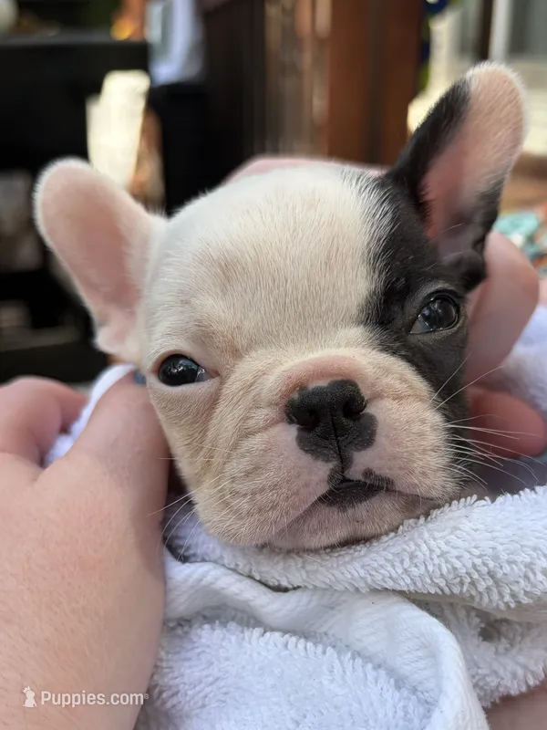 Tarus – Boston Terrier, French Bulldog puppy for sale in Grand Blanc, MI