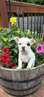 Titan, a male Boston Terrier and French Bulldog for sale in Grand Blanc, MI – 3 of 9