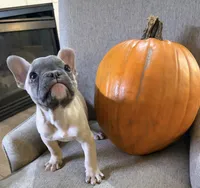 Sassafras , a male French Bulldog for sale in Grand Blanc, MI – 5 of 9