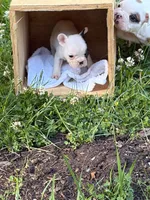 Tarus, a male French Bulldog and Frenchton for sale in Grand Blanc, MI – 6 of 7