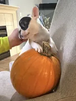 Aspen, a male French Bulldog for sale in Grand Blanc, MI – 8 of 10