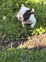 Tarus, a male French Bulldog and Frenchton for sale in Grand Blanc, MI – 5 of 7
