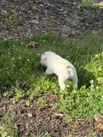 Aurora , a female French Bulldog and Frenchton for sale in Grand Blanc, MI – 3 of 8