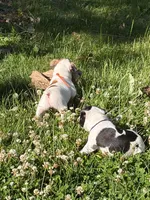 Pluto, a male French Bulldog and Frenchton for sale in Grand Blanc, MI – 3 of 8