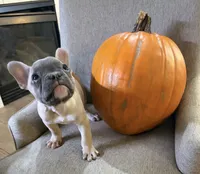 Sassafras , a male French Bulldog for sale in Grand Blanc, MI – 7 of 9