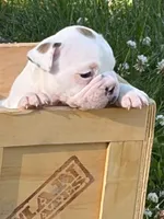 Titan, a male French Bulldog and Frenchton for sale in Grand Blanc, MI – 2 of 10