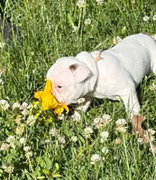 Aurora , a female French Bulldog and Frenchton for sale in Grand Blanc, MI – 7 of 8
