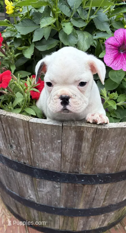 Comet  – French Bulldog, Frenchton puppy for sale in Grand Blanc, MI