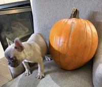Sassafras , a male French Bulldog for sale in Grand Blanc, MI – 6 of 9