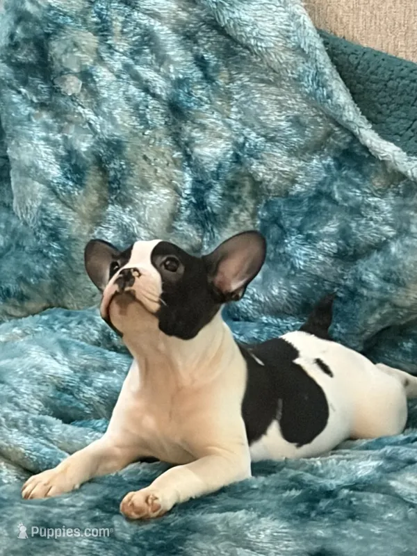 Cosmos  – French Bulldog, Frenchton puppy for sale in Grand Blanc, MI