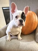 Aspen, a male French Bulldog for sale in Grand Blanc, MI – 3 of 10