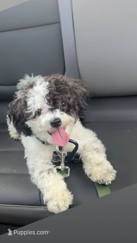 KODI – Bichon Frise, Shih Tzu puppy for sale in St. Louis, MO