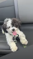 KODI, a male Bichon Frise and Shih Tzu for sale in St. Louis, MO – 1 of 6