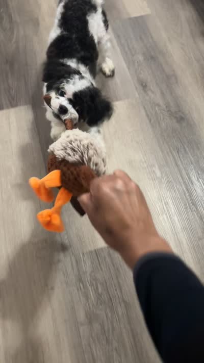 KODI, a male Bichon Frise and Shih Tzu for sale in St. Louis, MO – 5 of 6