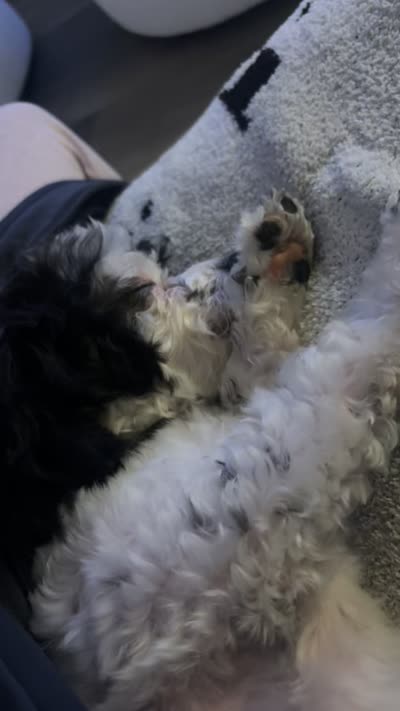 KODI, a male Bichon Frise and Shih Tzu for sale in St. Louis, MO – 4 of 6