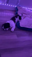 KODI, a male Bichon Frise and Shih Tzu for sale in St. Louis, MO – 2 of 6