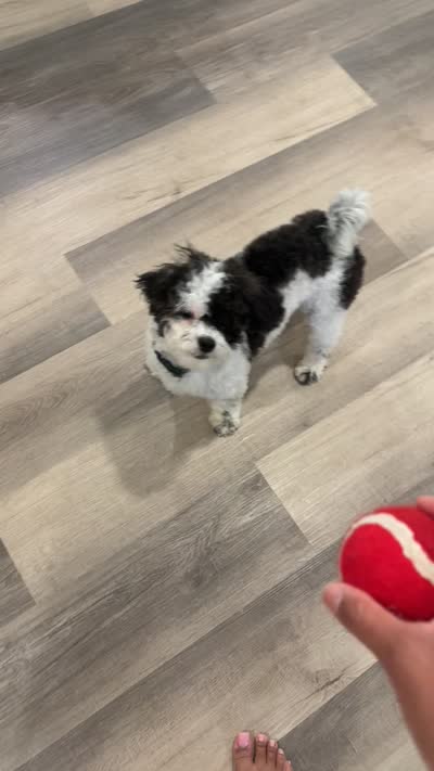 KODI, a male Bichon Frise and Shih Tzu for sale in St. Louis, MO – 6 of 6