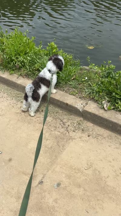 KODI, a male Bichon Frise and Shih Tzu for sale in St. Louis, MO – 3 of 6