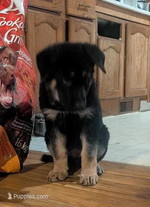 Darell – German Shepherd Dog puppy for sale in San Antonio, TX