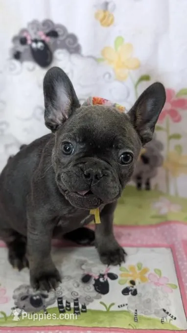 French bulldog – French Bulldog puppy for sale in San Antonio, TX