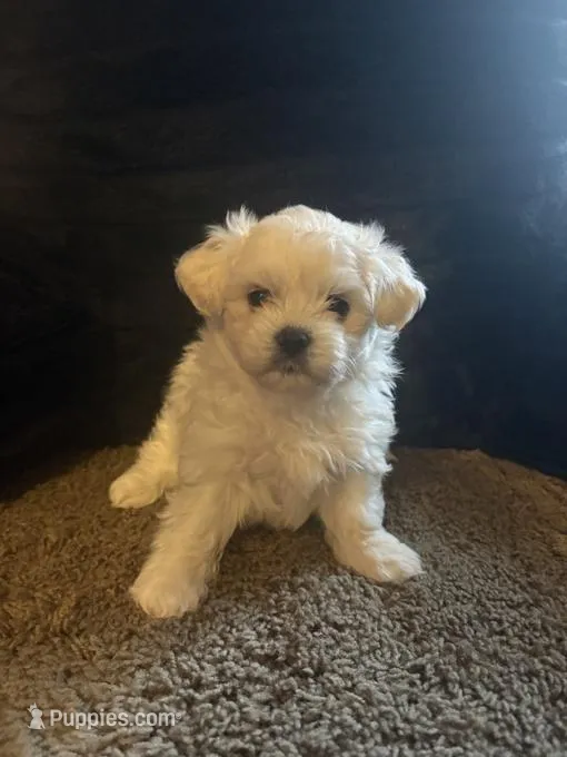 Lala – Maltese puppy for sale in San Antonio, TX