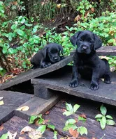 Roy, a male Labrador Retriever for sale in San Antonio, TX – Photo 2 of 3