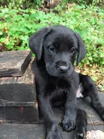 Roy, a male Labrador Retriever for sale in San Antonio, TX – Photo 3 of 3