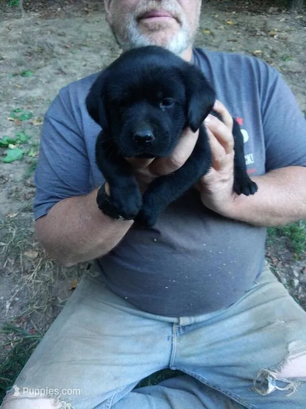 Roy – Labrador Retriever puppy for sale in San Antonio, TX