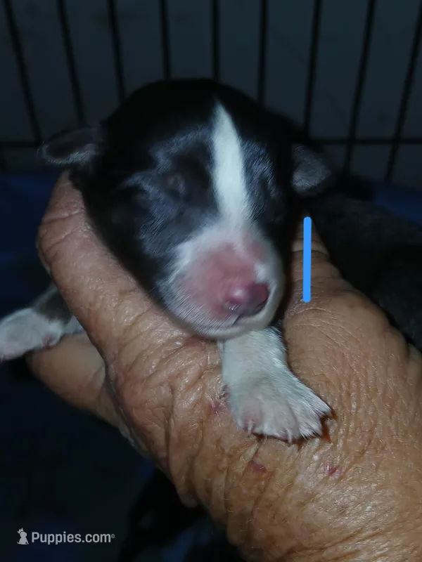 Black tri  – Border Collie, Toy Australian Shepherd puppy for sale in Florida, FL