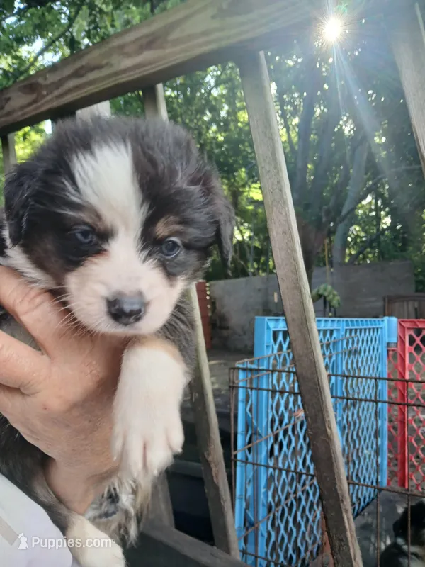 Black tri  – Border Collie, Toy Australian Shepherd puppy for sale in Florida, FL