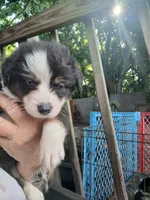 Reduced tri , a male Border Collie and Toy Australian Shepherd for sale in Florida, FL – 5 of 9