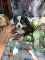 Reduced tri , a male Border Collie and Toy Australian Shepherd for sale in Florida, FL – 1 of 9