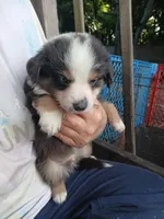 Reduced tri , a male Border Collie and Toy Australian Shepherd for sale in Florida, FL – 6 of 9