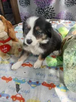 Reduced tri , a male Border Collie and Toy Australian Shepherd for sale in Florida, FL – 8 of 9