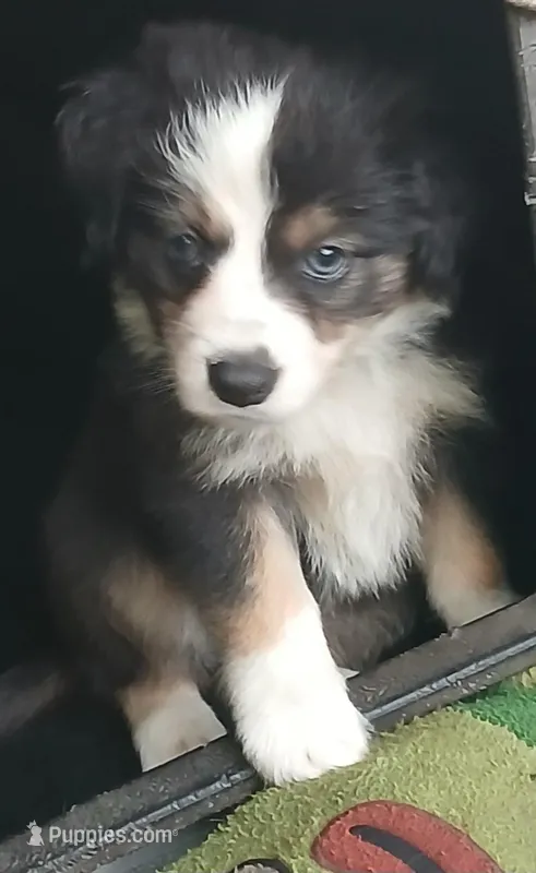 Black tri  – Border Collie, Toy Australian Shepherd puppy for sale in Florida, FL