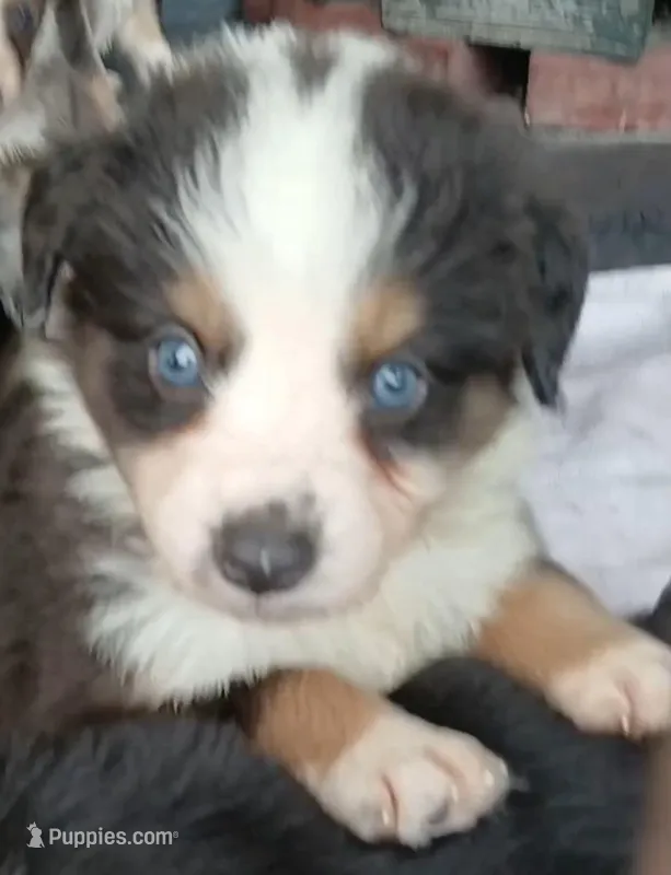 Black tri  – Border Collie, Toy Australian Shepherd puppy for sale in Florida, FL