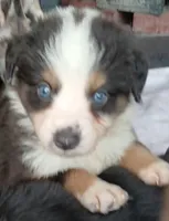 Reduced tri , a male Border Collie and Toy Australian Shepherd for sale in Florida, FL – 3 of 9