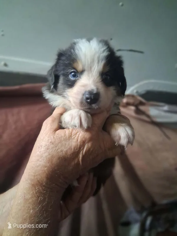 Black tri  – Border Collie, Toy Australian Shepherd puppy for sale in Florida, FL