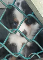 Reduced tri , a male Border Collie and Toy Australian Shepherd for sale in Florida, FL – 7 of 9