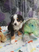 Reduced tri , a male Border Collie and Toy Australian Shepherd for sale in Florida, FL – 9 of 9