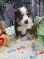 Reduced tri , a male Border Collie and Toy Australian Shepherd for sale in Florida, FL – 4 of 9