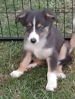 Dilute tri , a male Border Collie and Toy Australian Shepherd for sale in Florida, FL – 3 of 7