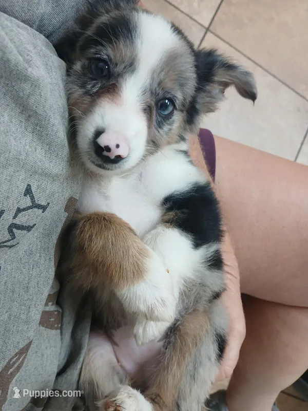 Blue – Border Collie, Toy Australian Shepherd puppy for sale in Florida, FL